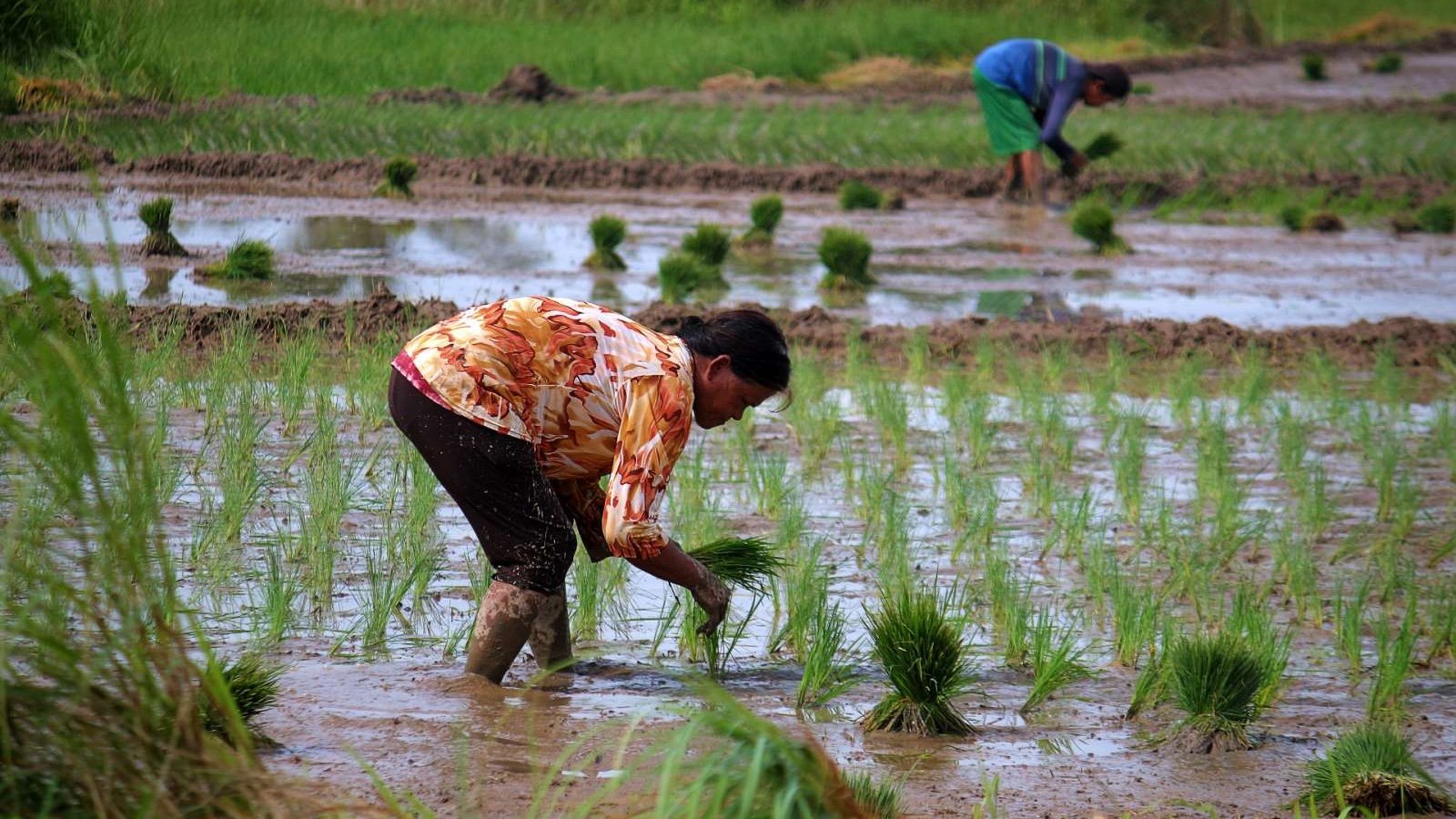 NPCC backs P50 cap on imported rice